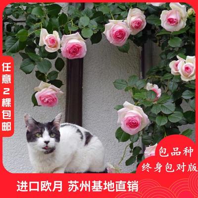四季常青的芬芳之選 藤本月季薔薇的室內外裝飾藝術